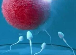 [卵巢早衰案例]AMH值过低被宣判卵巢早衰,试管婴儿让我创造奇迹